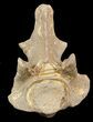 Nice Mosasaur (Platecarpus) Dorsal Vertebrae - Kansas #48773-1